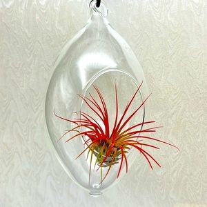 Hand Blown Glass Hanging Terrarium 
Votive Candle Holder / Vase 
Diamond Shaped